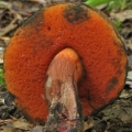 Slika Boletus luridus var. rubriceps