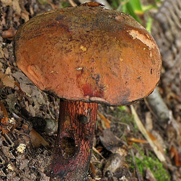Slika Boletus luridus var. rubriceps