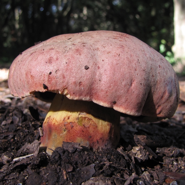 Slika Boletus lupinus