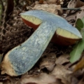 Slika Boletus lupinus