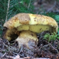 Slika Boletus junquilleus