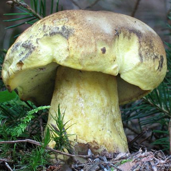 Slika Boletus junquilleus
