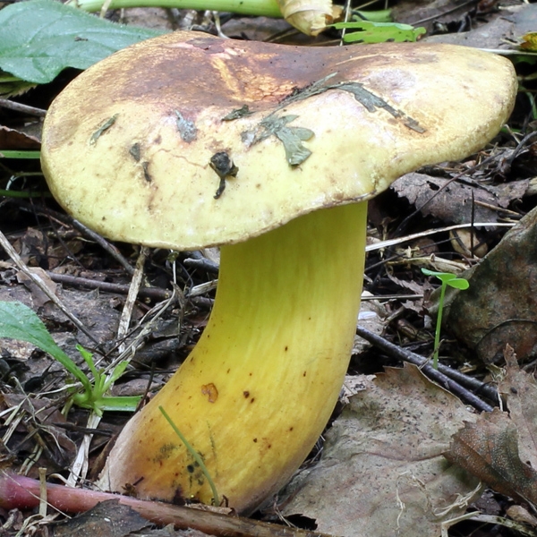Slika Boletus purverulentus