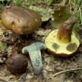 Slika Boletus purverulentus