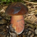 Slika Boletus erythropus