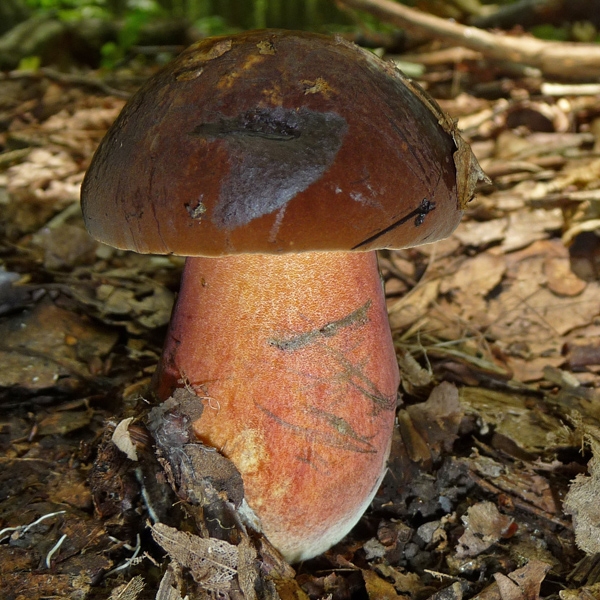 Slika Boletus erythropus