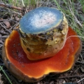 Slika Boletus erythropus