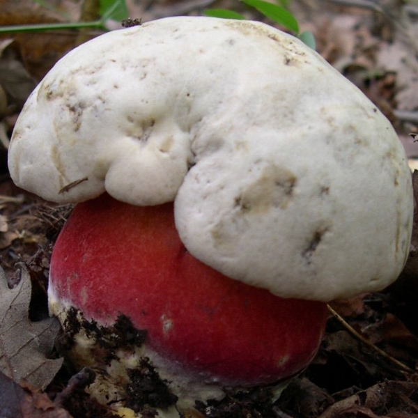 Slika Boletus satanas