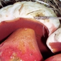 Slika Boletus satanas