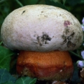 Slika Boletus satanoides
