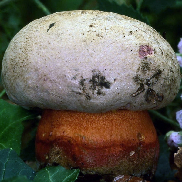 Slika Boletus satanoides