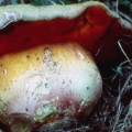 Slika Boletus satanoides