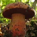 Slika Boletus purpureus 