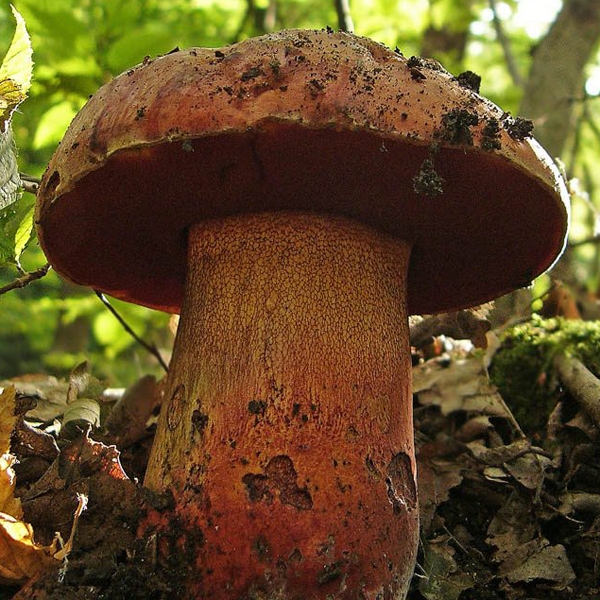Slika Boletus purpureus 