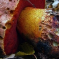 Slika Boletus purpureus 