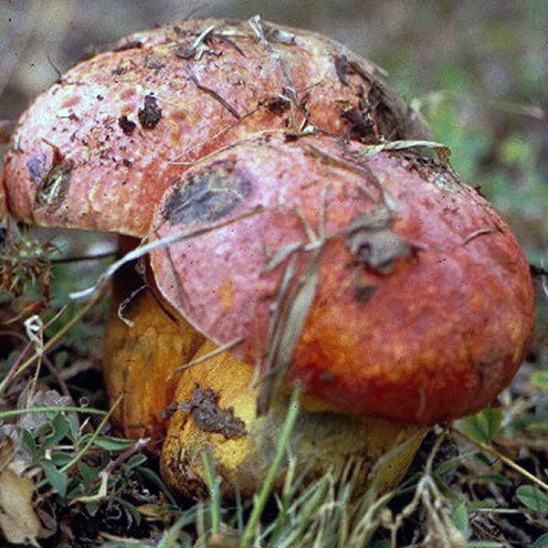 Slika Boletus rhodopurpureus
