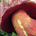 Slika Boletus rhodopurpureus