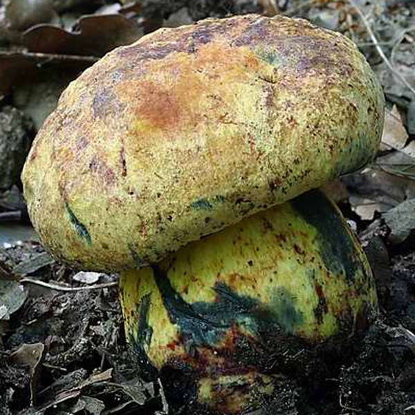 Slika Boletus torosus