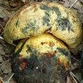 Slika Boletus torosus