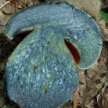 Slika Boletus torosus