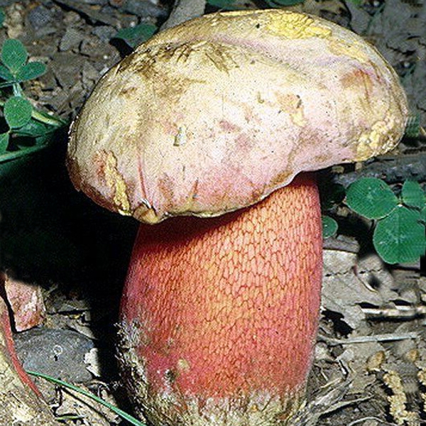 Slika Boletus splendidus