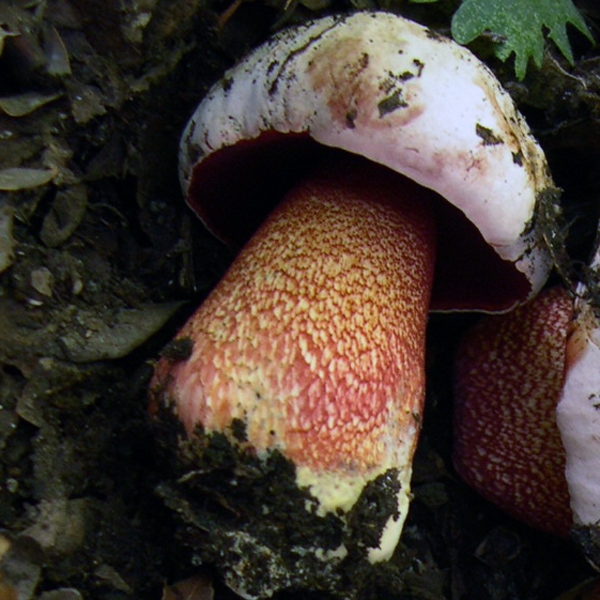 Slika Boletus rhodoxanthus