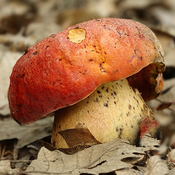 Slika Boletus dupainii