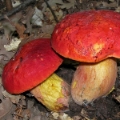 Slika Boletus dupainii