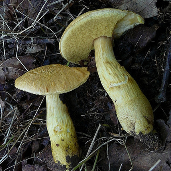 Slika Xerocomus leonis