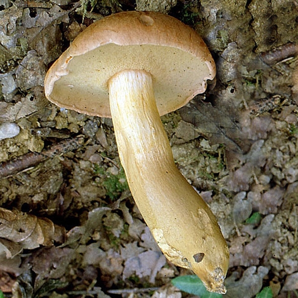 Slika Xerocomus moravicus