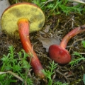 Slika Xerocomus rubellus