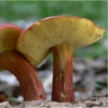 Slika Xerocomus rubellus