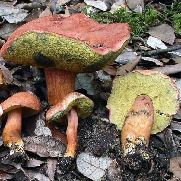 Slika Xerocomus armeniacus