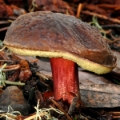 Slika Xerocomus zelleri