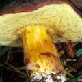 Slika Xerocomus zelleri