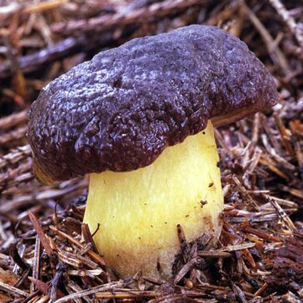 Slika Boletellus pruinatus