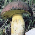 Slika Boletus pseudofechtneri