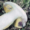 Slika Boletus pseudofechtneri
