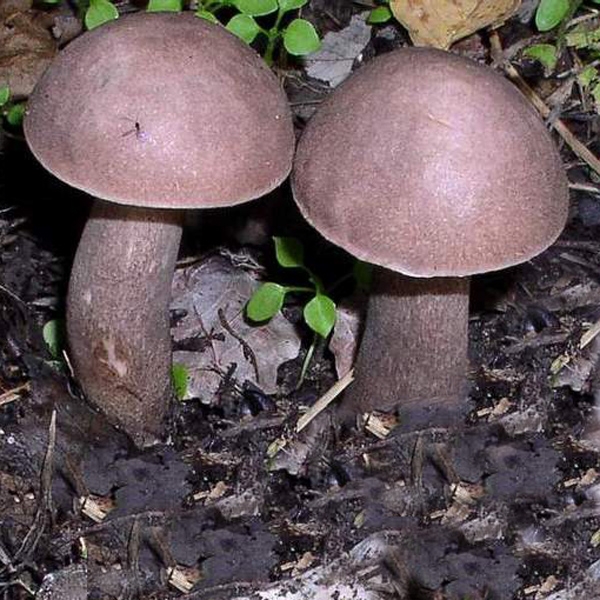 Slika Leccinum duriusculum