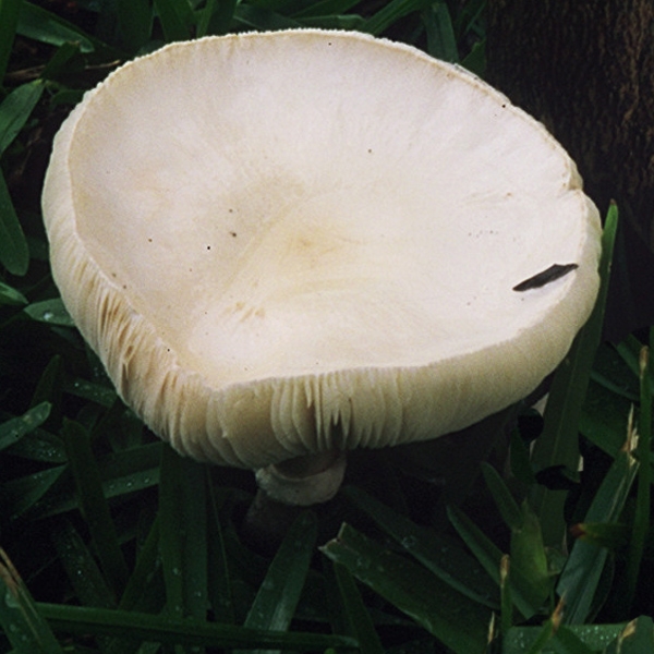 Slika Leucoagaricus holosericeus