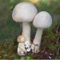 Slika Leucoagaricus holosericeus