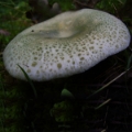 Slika Russula virescens