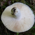 Slika Russula virescens