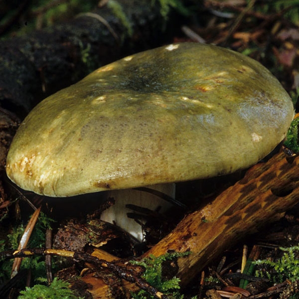 Slika Russula olivacea