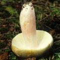Slika Russula olivacea