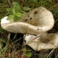 Slika Russula grisea