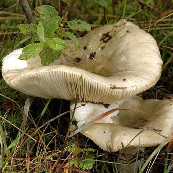 Slika Russula grisea