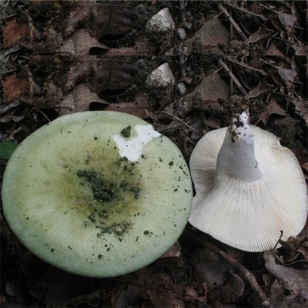 Slika Russula heterophyilla