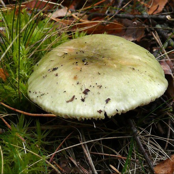 Slika Russula aeruginea