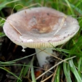 Slika Russula ionochlora